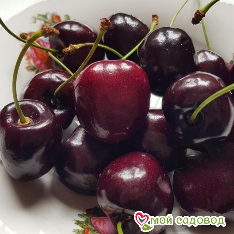 Черешня Ревеншон