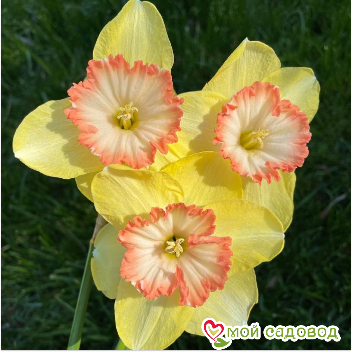 Нарцисс Тиклд Пинкин