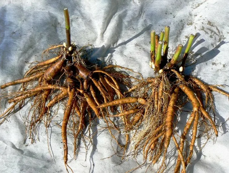 Лилейник Лили Лайт